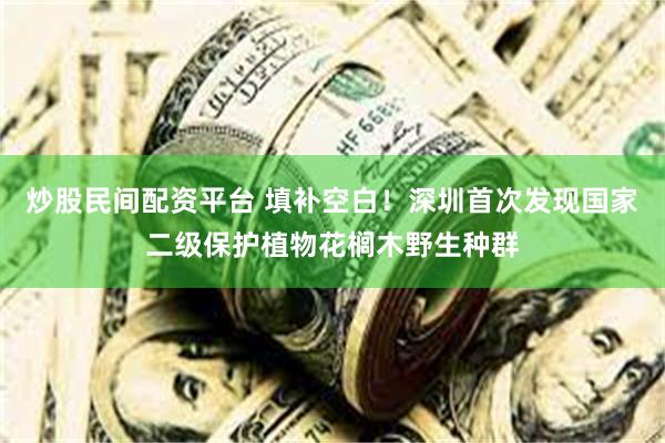 炒股民间配资平台 填补空白！深圳首次发现国家二级保护植物花榈木野生种群
